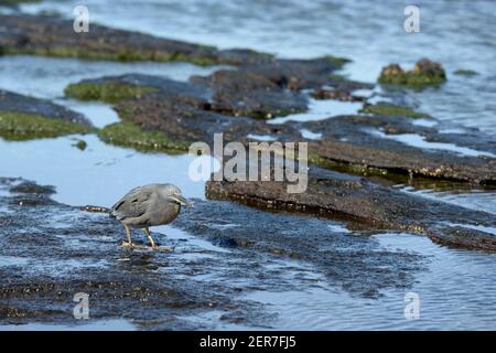 Erone lavico (Butorides sundevalli), Puerto Egas, Isola di Santiago, Isole Galapagos, Ecuador Foto Stock