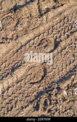 Impressioni a ferro di cavallo / stampe in hoof e pista di pneumatici su una strada fangosa di campagna. Metafora disposizione di viaggio alternativo, equitazione. Foto Stock