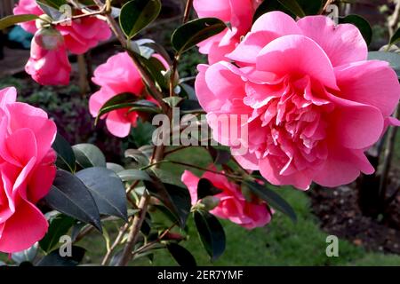 Camellia x williamsii ‘anticipazione’ anticipazione camellia – Grande peonia forma rosa profonda doppio fiore, febbraio, Inghilterra, Regno Unito Foto Stock