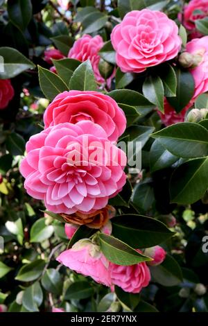 Camellia japonica ‘perfezione rosa’ perfezione rosa camellia – formale doppio fiore rosa medio con forma rosetta, febbraio, Inghilterra, Regno Unito Foto Stock