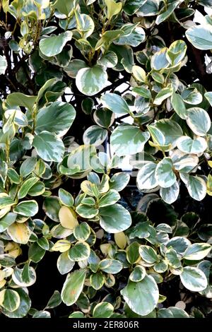 Griseliana littoralis ‘variegata’ Nuova Zelanda foglia larga variegata – foglie marmorizzate variegate, febbraio, Inghilterra, Regno Unito Foto Stock