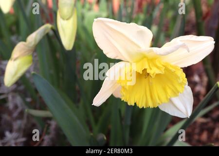 Narcissus ‘Ice Follies’ Division 2 Daffodils a coppette grandi Daffodils con petali gialli di limone e tromba gialla dorata, febbraio, Inghilterra, Regno Unito Foto Stock