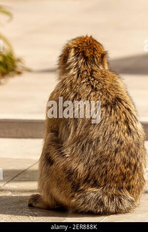 Un macaco barbaro (Macaca sylvanus), una famosa scimmia del vecchio mondo che si trova su un pavimento di cemento vicino al centro visitatori della roccia di Gibilterra. Questi ar Foto Stock