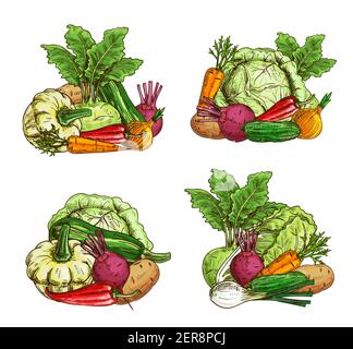 Verdure mature e cibo verde schizzo. Agricoltura agricola raccolto. Zucca di Pattyan, kohlrabi e zucchine, cipolla, carota e barbabietola, pepe, pentola Illustrazione Vettoriale