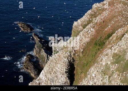 Gannet Morus faganus colonia, Troup Head RSPB Reserve, Moray Firth, Aberdeenshire, Scozia Foto Stock