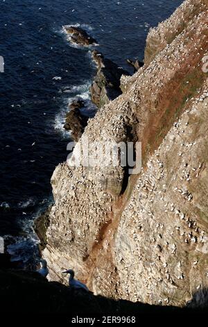 Gannet Morus faganus colonia, Troup Head RSPB Reserve, Moray Firth, Aberdeenshire, Scozia Foto Stock