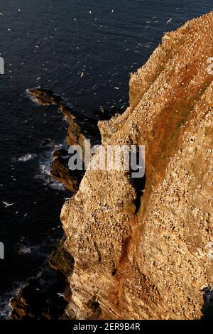 Gannet Morus faganus colonia, Troup Head RSPB Reserve, Moray Firth, Aberdeenshire, Scozia Foto Stock