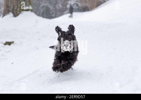 Stoccarda, Germania, 2021-02-10, un cane labradoodle nero corre nella neve bianca fresca. Foto Stock