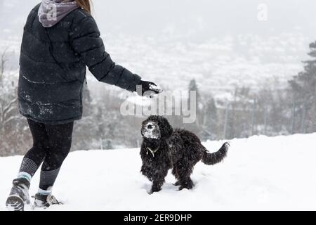 Stoccarda, Germania, 2021-02-10, un cane labradoodle nero gioca in un parco. La neve fresca è divertente per tutti Foto Stock