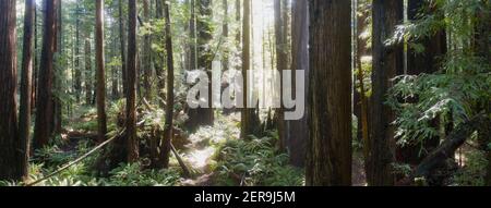 Gli alberi costieri di sequoie, sempervirens di Sequoia, prosperano in una foresta sana in Mendocino, California. Gli alberi di sequoia crescono in una gamma climatica molto specifica. Foto Stock