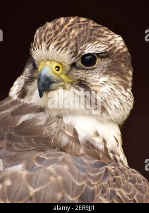 Un Saker Falcon (Falco cherrug) su uno sfondo nero. Foto Stock
