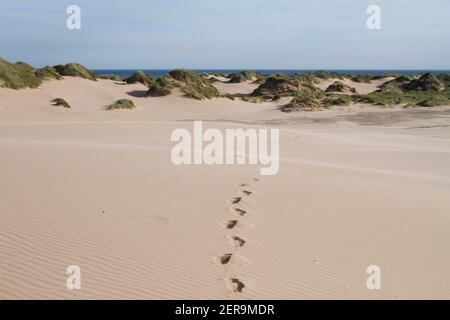 Footprint nella sabbia in dune a Sands of Forvie National Nature Reserve, Newburgh, Aberdeenshire, Scozia Foto Stock