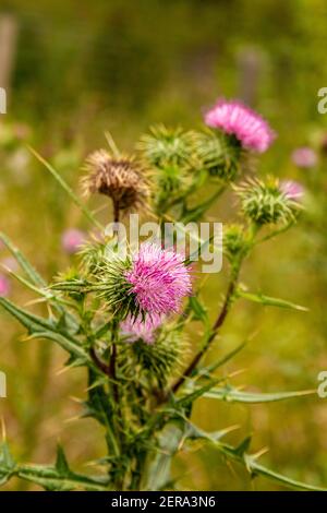 Dettaglio di alcuni fiori di cardo rosa in un ramo contro sfondo verde sfocato Foto Stock