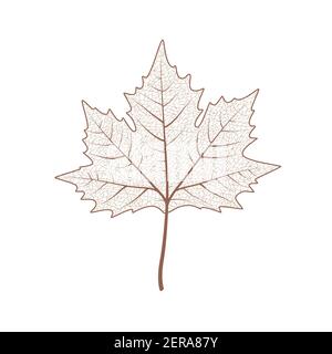 Set di foglie di acero. L'autunno lascia un'illustrazione vettoriale isolata su sfondo bianco. Clip art decorazione caduta Illustrazione Vettoriale