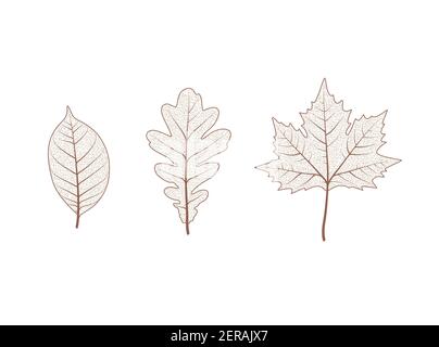 Set di foglie di acero di quercia. L'autunno lascia un'illustrazione vettoriale isolata su sfondo bianco. Clip art decorazione caduta Illustrazione Vettoriale