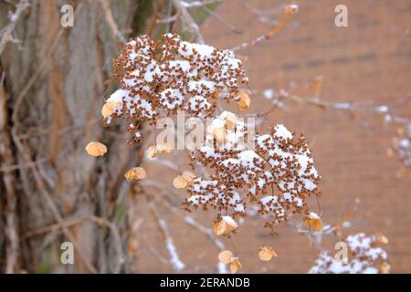 Uno studio in marrone - teste di fiori secche di Hydrangea coperte di neve in un giardino di Glebe, Ottawa, Ontario, Canada. Foto Stock