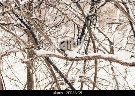 Uno scoiattolo rosso molto carino (Tamiasciurus hudsonicus) che si mescola molto bene su un ramo innevato da un alimentatore di uccelli a Ottawa, Ontario, Canada. Foto Stock