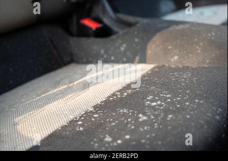 Modellare su un sedile di un'auto che è stato lasciato inutilizzato per diversi mesi Foto Stock