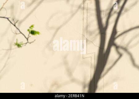 Ombra di un albero pagoda giapponese (Styphnolobium japonicum) proiettato su una parete gialla durante il blocco causato dalla pandemia COVID-19. Barcellona. Foto Stock
