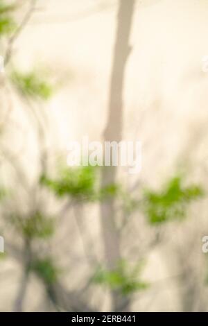 Ombra di un albero pagoda giapponese (Styphnolobium japonicum) proiettato su una parete gialla durante il blocco causato dalla pandemia COVID-19. Barcellona. Foto Stock