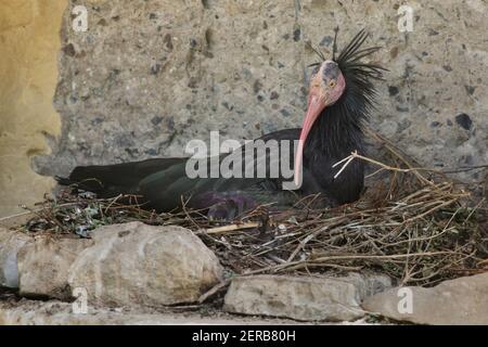 Northern calvo Ibis (Geronticus eremita), noto anche come eremita ibis. Foto Stock