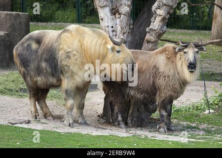 Takin di Sichuan (Budorcas taxicolor tibetana), conosciuto anche come takin tibetano al Tierpark Berlino, Germania. Foto Stock