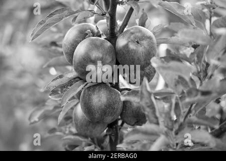 La vendemmia autunnale porta abbondanza di frutta. Le mele rosse maturano sull'albero. Giardino d'autunno o frutteto. Coltivazione di mele. Agricoltura e orticoltura. Tempo di mietitura. Prodotti di caduta. Foto Stock