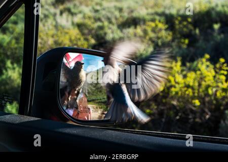 Una ragazza arrabbiata Mountain Bluebird (Sialia arctcia) cerca l'avversario lungo l'Elma Goodman Mountain Bluebird Trail. Foto Stock