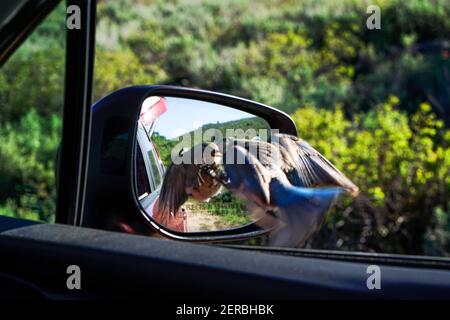 Una ragazza arrabbiata Mountain Bluebird (Sialia arctcia) cerca l'avversario lungo l'Elma Goodman Mountain Bluebird Trail. Foto Stock