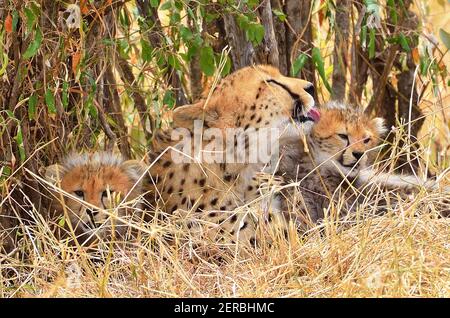 Ghepardo cubico con mamma - Maasai Mara - Kenya 2012 Foto Stock