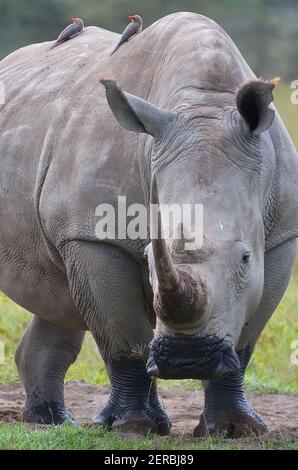 Rinoceronte bianco e bufago sulla schiena - Nakuru - Kenya 2012 Foto Stock