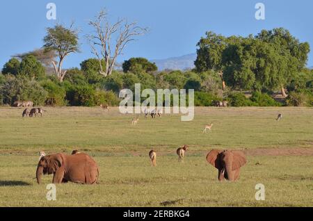 Tsavo Est - Kenya 2012 Foto Stock