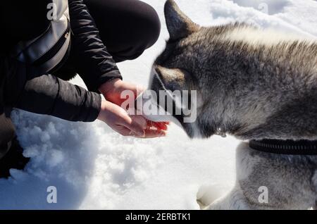 La ragazza del proprietario gioca con un cane Husky nel parco invernale. Amicizia di un cane e di una donna Foto Stock