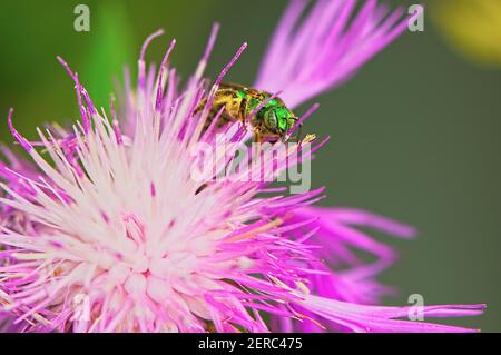 Un'ape verde svedese metallizzata (Agapostemon) su un fiore rosa maggiore di Knapweed (Centaurea scabiosa). Foto Stock