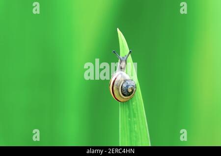 Una lumaca a punta di Grove o marrone (Cepaea nemoralis) su una foglia. Foto Stock