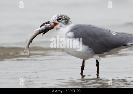 Gabbiano ridente (Leuchaeus atricilla) lavorando su un pesce gatto con una spina dorsale affilata, Galveston, Texas, USA. Foto Stock