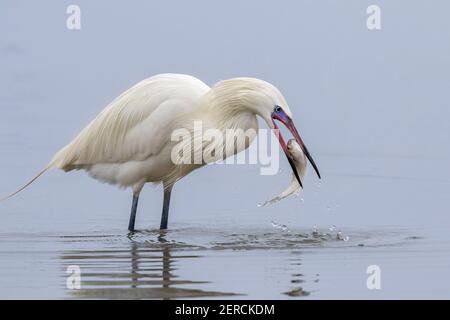 Egreo rossastro (Egretta rufescens), morfo bianco con un pesce catturato, Galveston, Texas, USA. Foto Stock