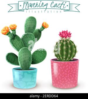 Blooming cactus realistic insieme di 2 varietà popolari di piante da casa in colorati vasi decorativi closeup immagine vettoriale illustrazione Illustrazione Vettoriale