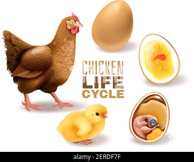 Il ciclo di vita del pollo è caratterizzato da una composizione realistica a partire dall'embrione fertile dell'uovo sviluppo tratteggio per l'illustrazione del vettore di gallina adulto Illustrazione Vettoriale
