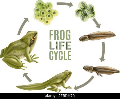 Rana ciclo di vita fasi set realistico con animale adulto fertilizzato uova massa di gelatina tadpole froglet illustrazione vettore Illustrazione Vettoriale