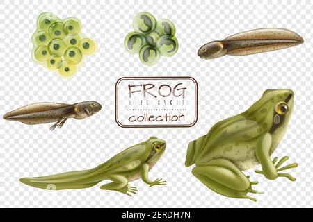 Rana ciclo di vita fasi set realistico con animale adulto fertilizzato uova tadpole froglet immagine vettoriale trasparente di sfondo Illustrazione Vettoriale