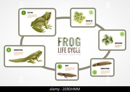 Diagramma infografico realistico del ciclo di vita delle rane dall'embrione di massa delle uova illustrazione del vettore di sviluppo da tadpole a animale adulto Illustrazione Vettoriale