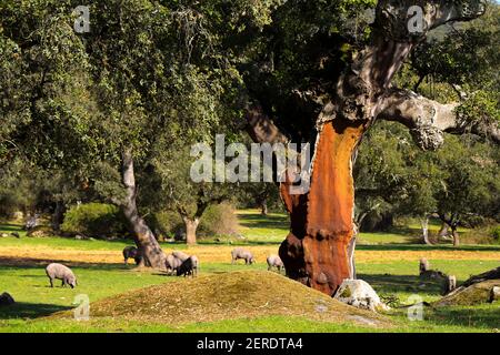 L'albero di sughero senza sughero vicino ai maiali iberici nel Dehesa Foto Stock