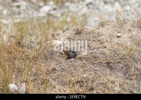 Chiuda una testa di falò fuori dalla sua tana. Foto Stock