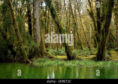 Laghetto delle paludi nella foresta temperata, Maple Glade Loop Trail, Quinault Rainforest, Olympic National Park, Grays Harbor County, Washington, STATI UNITI Foto Stock