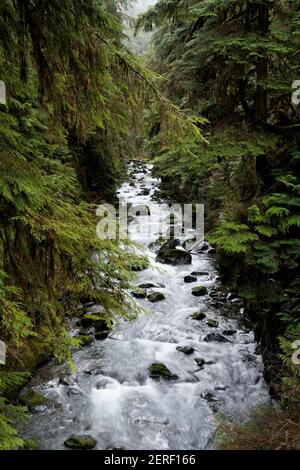 Howe Creek, Quinault Rainforest, Olympic National Park, Jefferson County, Washington, STATI UNITI Foto Stock