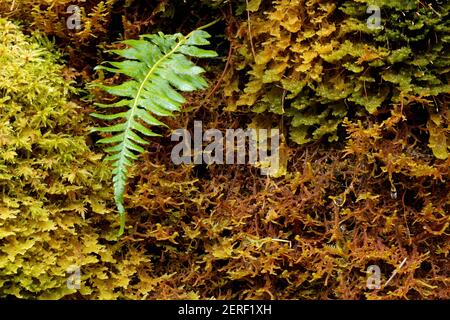 Felce di liquirizia che cresce da muschio su albero di acero bigleaf, Campground di Graves Creek, Quinault Rainforest, Olympic National Park, Jefferson County, Lavaggio Foto Stock