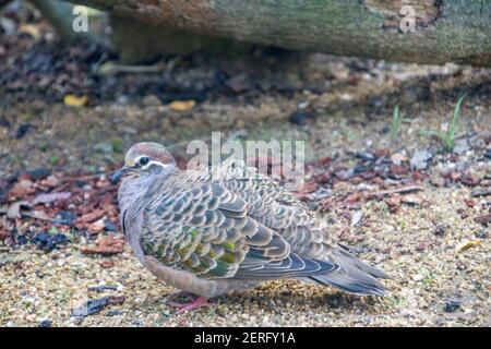 Il bronzewing comune femmina (Phaps chalcoptera). Si tratta di una specie di piccione di medie dimensioni, fortemente costruito, nativo dell'Australia. Foto Stock