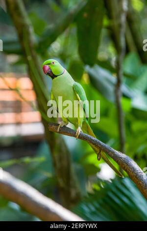 Il pappagallo rosato (Psittacula krameri) è un pappagallo di media grandezza della famiglia Psittacidae. Ha disgiunt nativo Foto Stock