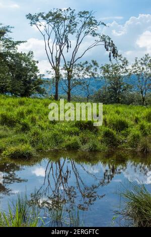 Un albero con una colonia di nidi dell'Oropendola di Montezuma, Psarolcolius montezuma, vicino Arenal in Costa Rica. Foto Stock